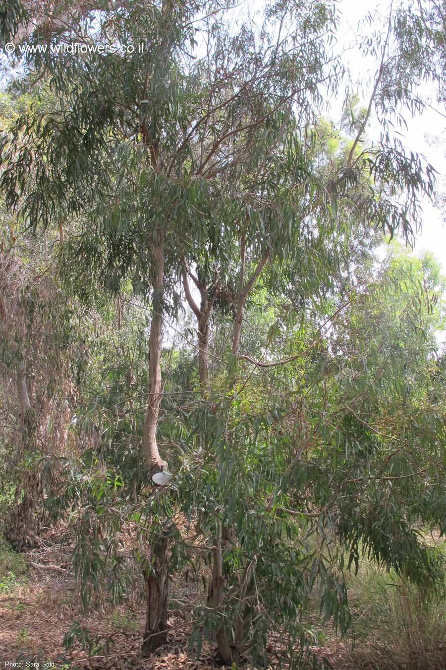 Eucalyptus kitsoniana